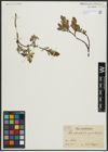 Foto von Salix arbuscula L. x Salix myrsinites L.